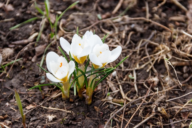 Białe krokusy kwitną w ogrodzie na wiosnę