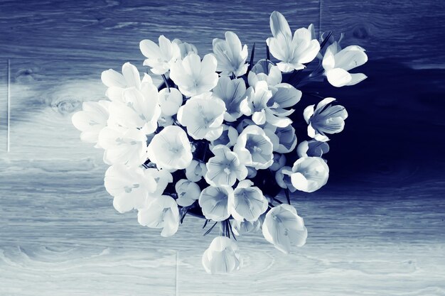 białe krokusy wiosenne kwiaty małe dzikie