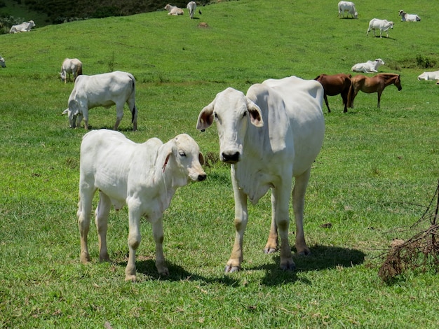 Białe krowy na pastwisku
