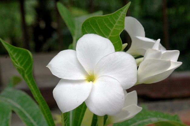 Zdjęcie białe kwiat frangipani plumeria pudica