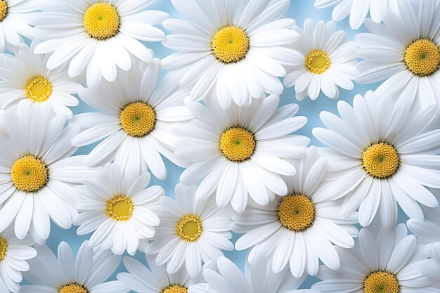 Białe kwiatki margaretki, rumianki, tło, widok z góry, tło wiosny, nowoczesny projekt