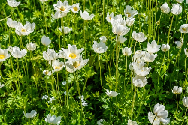 Białe kwiaty anemonów w ogrodzie na wiosnę