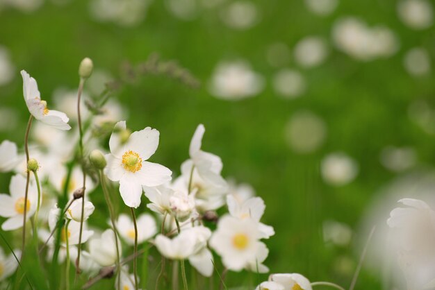 Białe kwiaty anemony