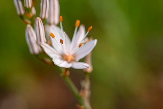 Białe kwiaty Asphodel lub Asphodelus albus
