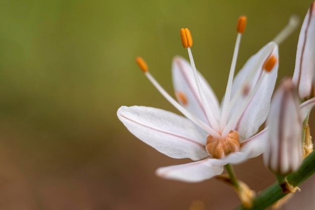 Białe kwiaty Asphodel lub Asphodelus albus