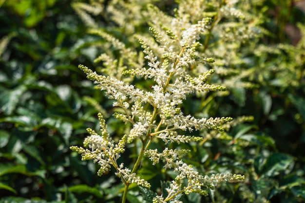 Białe kwiaty Astilbe rosnące w ogrodzie na zielonym tle.