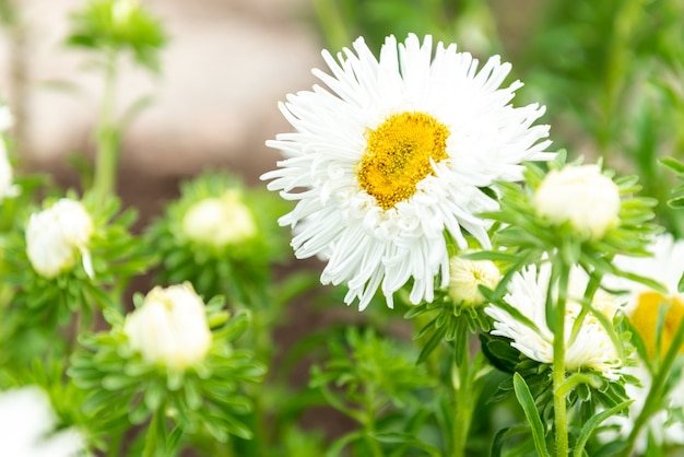 Białe Kwiaty Astry Rosnące W Ogrodzie.