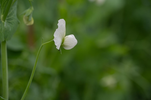 Białe kwiaty bobu kwitną na zielonym tle
