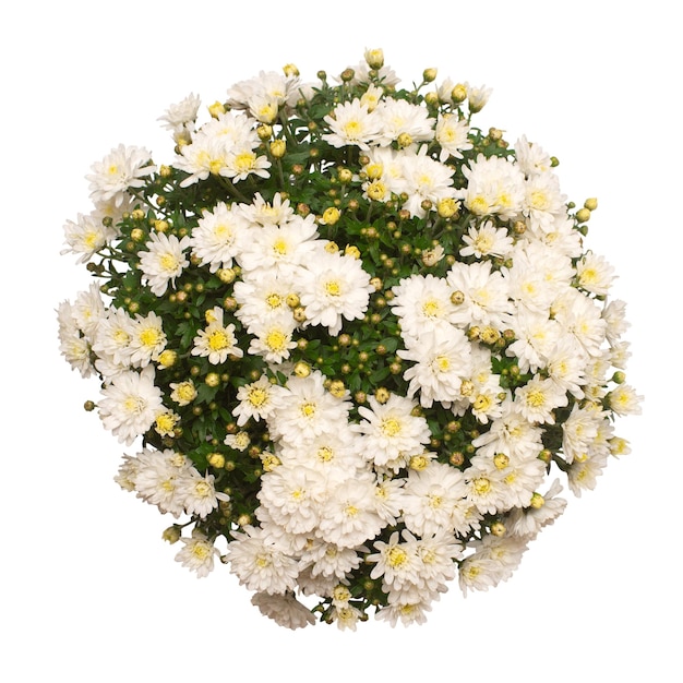 Białe kwiaty chryzantemy multiflora w doniczce na białym tle