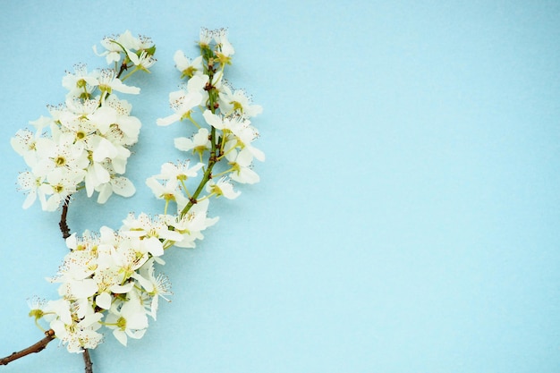 Białe kwiaty czeremchy na niebieskim tle Kopiowanie miejsca na tekst Jasna karta na wakacje lub zaproszenie Wiosna