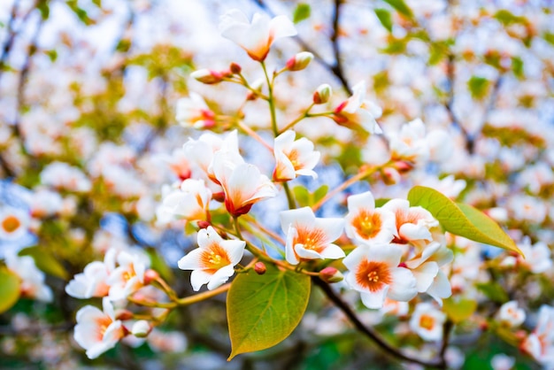 Białe kwiaty drzewa aleurites euphorbiaceae na wiosnę