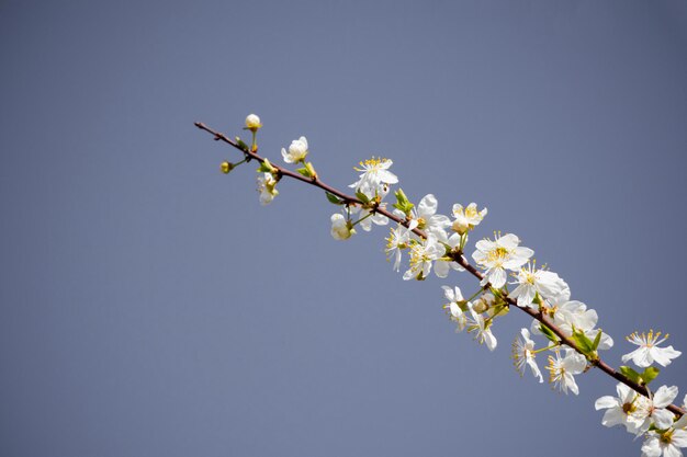 Białe kwiaty drzewa na tle błękitnego nieba