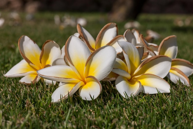 Białe Kwiaty Frangipani Z Liśćmi Z Bliska Na Tle Zielonej Trawy