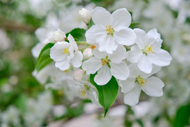 Białe kwiaty gałąź kwitnąca jabłoń