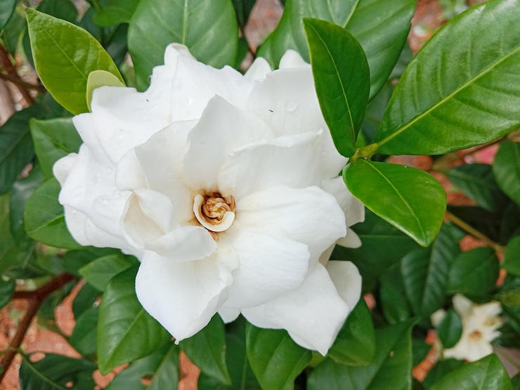 Zdjęcie białe kwiaty gardenii. jaśmin przylądkowy (gardenia jasminoides). kwitnący jaśmin przylądkowy.