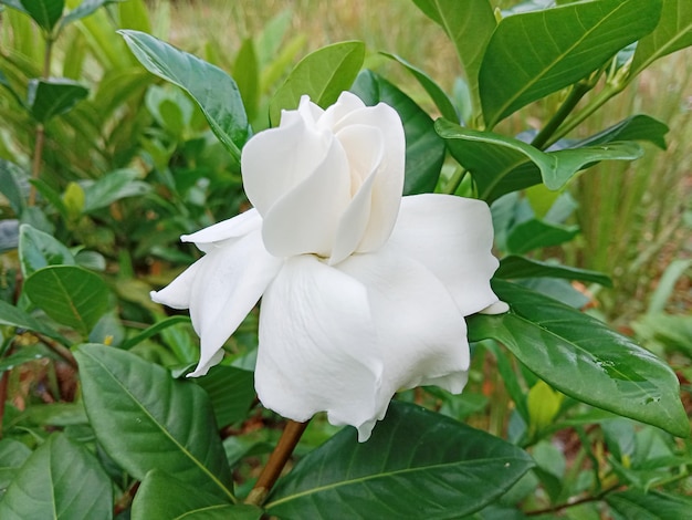 Białe kwiaty gardenii. Jaśmin przylądkowy (Gardenia jasminoides). Kwitnący jaśmin przylądkowy.