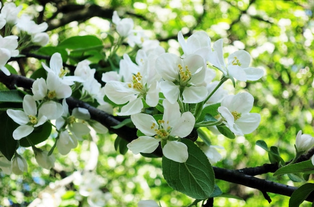 Białe kwiaty jabłka w ogrodzie z bliska