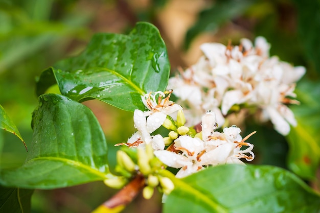 Białe kwiaty kawy w zielonych liściach plantacji drzew z bliska
