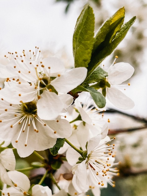 Zdjęcie białe kwiaty kwitną na gałęziach wiśni kwitnące w ogrodzie
