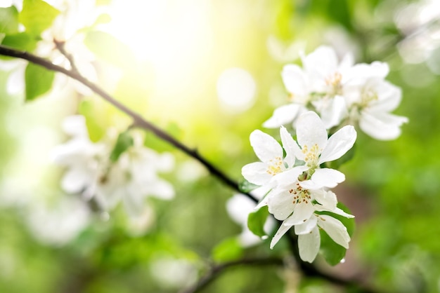 Białe kwiaty kwitnącej gałęzi jabłoni w wiosennym sadzie z bliska
