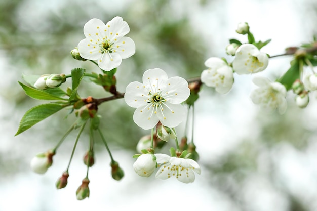 Białe Kwiaty Kwitnącej Jabłoni Na Wiosnę