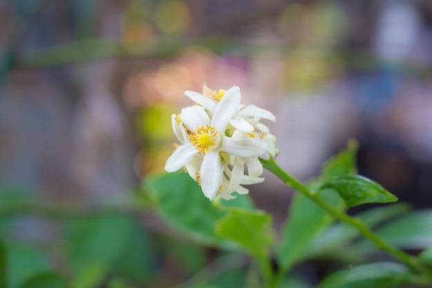 Białe kwiaty limonki świeże i pachnące na lipy z tłem bokeh.