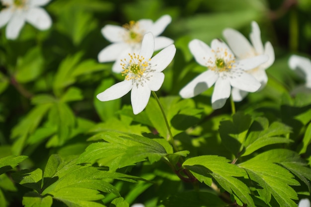 Białe kwiaty lub Anemone Nemorosa (anemon przebiśniegowy)