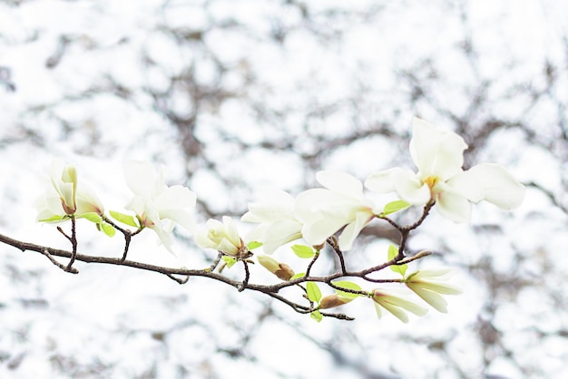 Białe kwiaty magnolii na gałęzi magnolii na rozmytym tle gałęzi