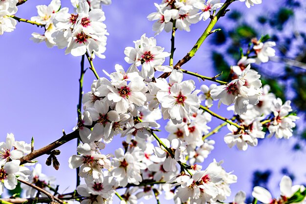 Zdjęcie białe kwiaty migdałowca wiosną pola migdałowe selektywne podejście