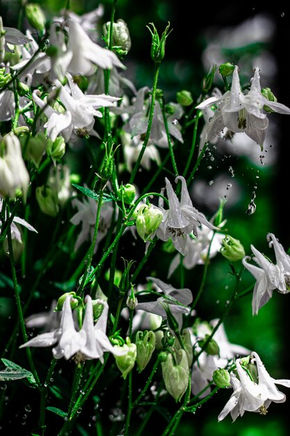 Białe kwiaty na czarnym tle makro Kilka kwiatów w centrum uwagi