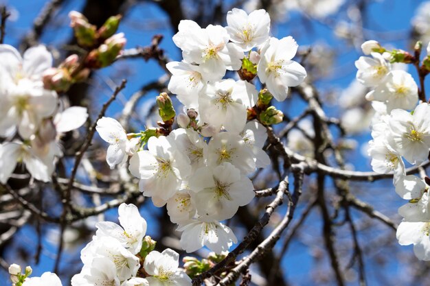 Białe kwiaty na drzewie w ogrodzie. Naturalne tło kwiatowy. Sakura kwitnie, maj, czerwiec. Kwitnące drzewa owocowe