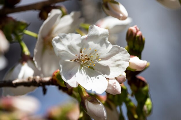 Białe kwiaty na drzewie w ogrodzie. Naturalne tło kwiatowy. Sakura kwitnie, maj, czerwiec. Kwitnące drzewa owocowe