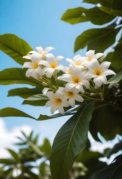 białe kwiaty na drzewie z niebieskim tłem