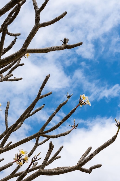 Białe kwiaty na gałęzi drzewa bez liści na tle pochmurnego nieba Roślina Plumeria lub frangipani