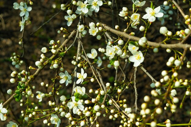 Zdjęcie białe kwiaty na gałęziach kwitnące drzewa kwitnie wiosna zmiana pory roku