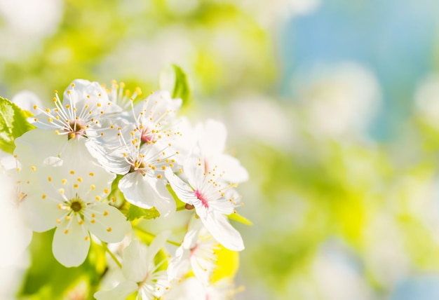 Białe kwiaty na kwitnącej wiśni na miękkim tle zielonych wiosennych liści i błękitnego nieba