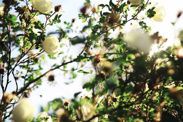 Białe kwiaty na zielonym krzaku Biała róża kwitnie Wiosenny kwiat wiśni jabłoni