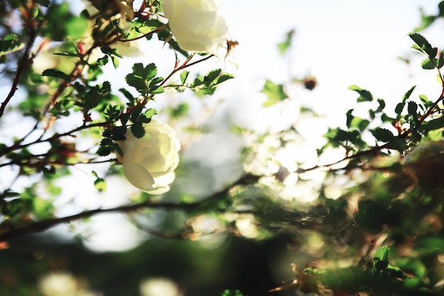 Białe kwiaty na zielonym krzaku Biała róża kwitnie Wiosenny kwiat wiśni jabłoni