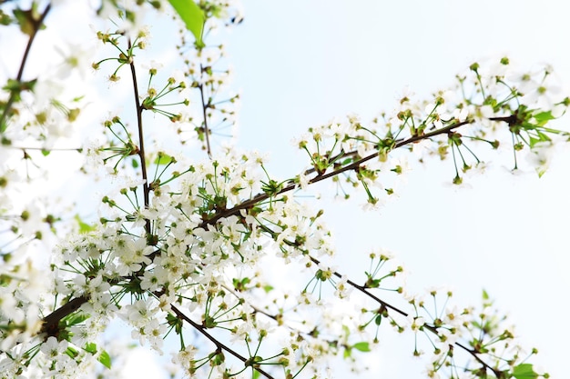 Białe kwiaty na zielonym krzaku Wiosenny kwiat jabłoni Biała róża kwitnie