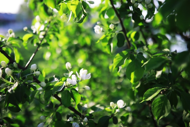 Białe kwiaty na zielonym krzaku Wiosenny kwiat jabłoni Biała róża kwitnie