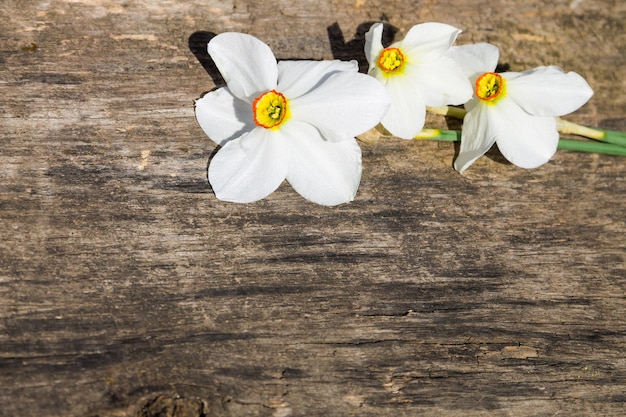 Białe kwiaty narcyzów na rustykalnym drewnianym tle z miejscem na kopię
