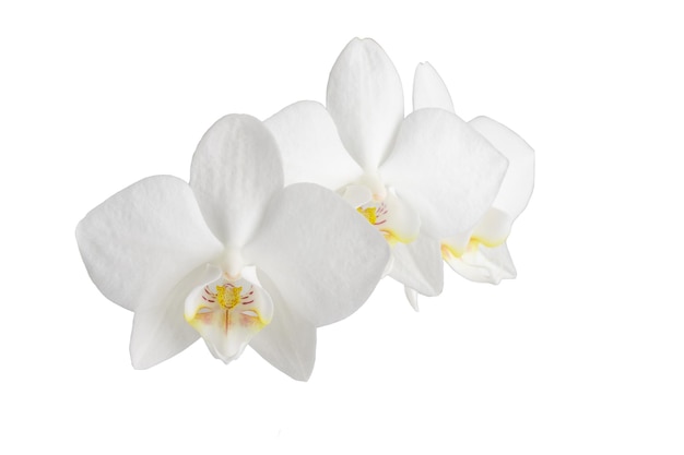 białe kwiaty orchidei phalaenopsis na łodydze na białym tle