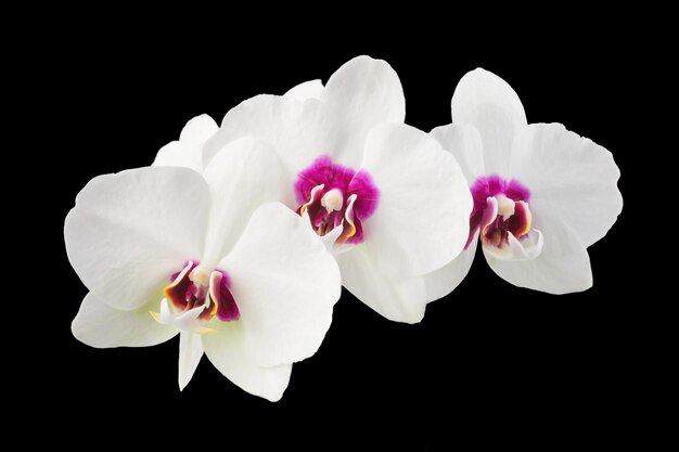 białe kwiaty orchidei phalaenopsis na łodydze na białym tle