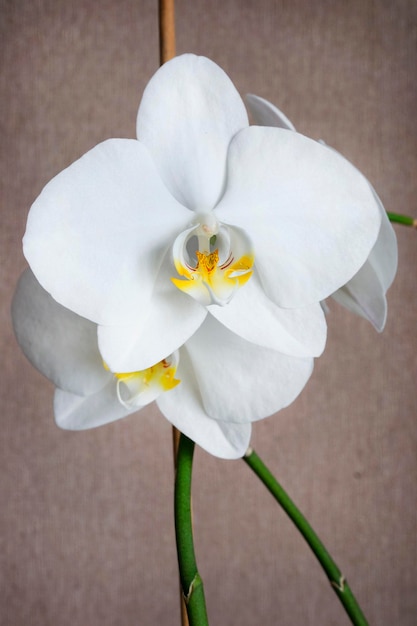 Białe kwiaty Phalaenopsis