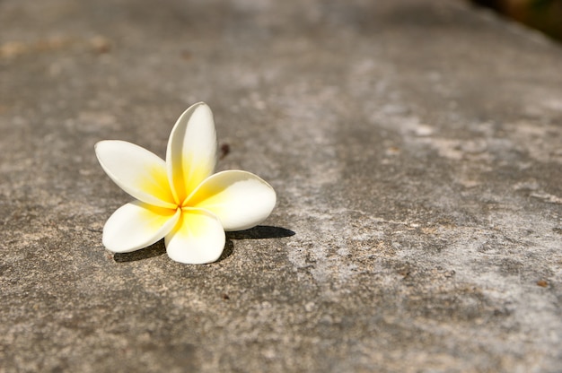 Białe kwiaty plumeria na podłodze
