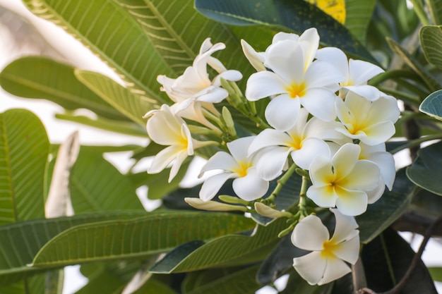 Białe kwiaty Plumeria piękne, frangipani