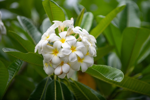 Białe Kwiaty Plumeria Rubra Kwiat Frangipani Plumeria Pudica Białe Kwiaty Kwitnące Z Zielonymi Liśćmi W Tle