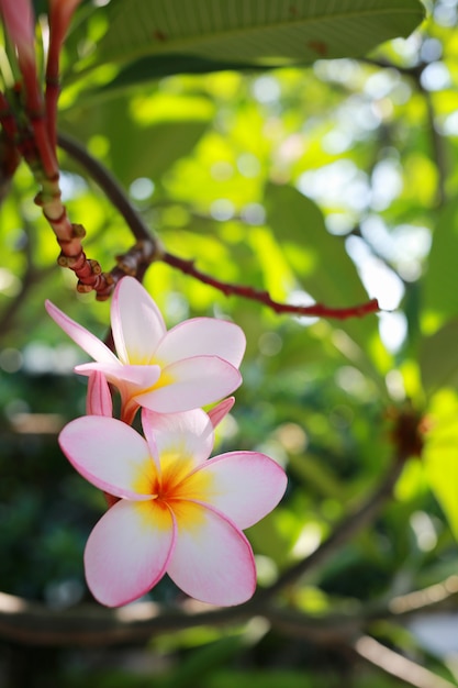 Białe kwiaty plumeria.