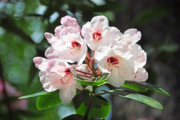 Białe Kwiaty Rododendronów Kwitną W Parku. Biały Kwiat Azalii Kwitnący Wiosną
