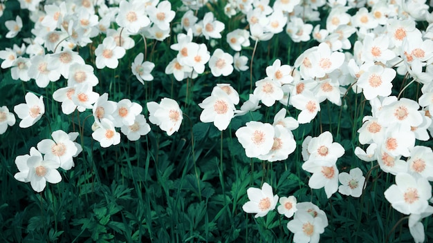 Białe kwiaty rosną w kwietniku